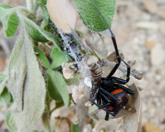 Latrodectus tredecimguttatus di Gallura